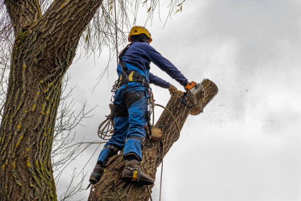 Best Hazardous Tree Removal  in Lyford, TX