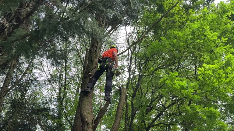 Best Tree Risk Assessment  in Lyford, TX